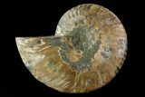 Agatized Ammonite Fossil (Half) - Madagascar #83852-1